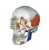 Import medical anatomical human head muscle coloring skull model from China