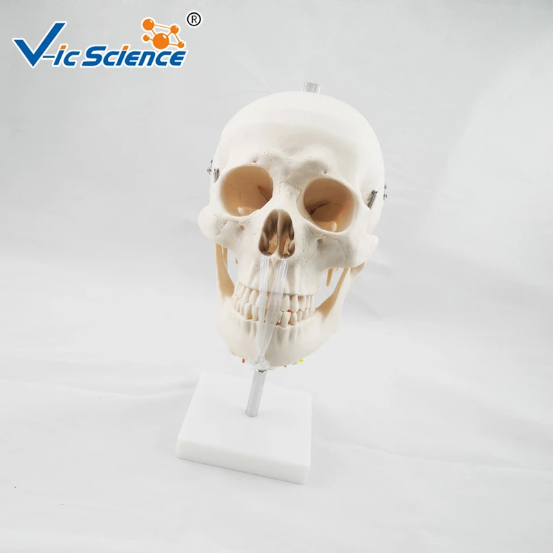 Medical Teaching Anatomical Skull Model with Cervical Spine