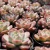Import mini succulents wholesale Rare succulent China echeveria from China