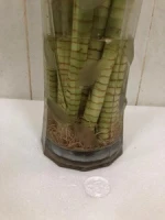 Multi-bud Lotus Lucky Bamboo Plant