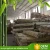 Import Multifunction agriculture natural poles bamboo raw materials from China