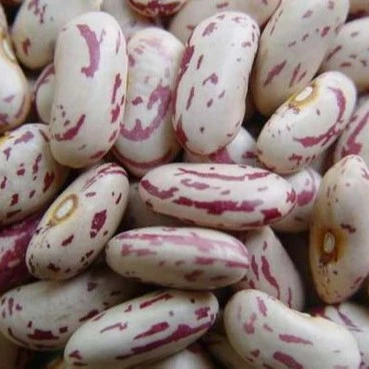 Top Quality Vigna Beans, Mung Beans, Azuki Beans