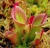 Import Natural Carnivorous Plants Seeds - Sarracenia Psittacina Seeds /Sarracenia purpurea Extract from China