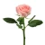 Import New Arrival Export Fresh Cut Flowers Diana Roses From Yunnan from China