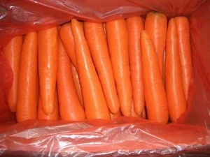 New Crop Fresh Carrots Supplier From South Africa