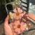 Import New fashion soft Tpu Epoxy Real Dried Pressed Flowers shock-proof glitter Phone Case back cover for Iphone 11 Pro Max 12 X Xr from China