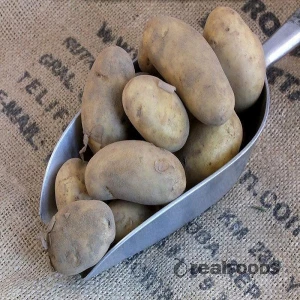 New fresh potato seeds for wholesale prices