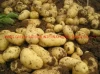 New Harvest 2021 Fresh Potato