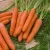 Import Organic Fresh Red Vegetable Carrot from Germany