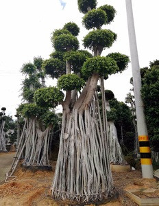 Ornamental plants big root ficus microcarpa big size