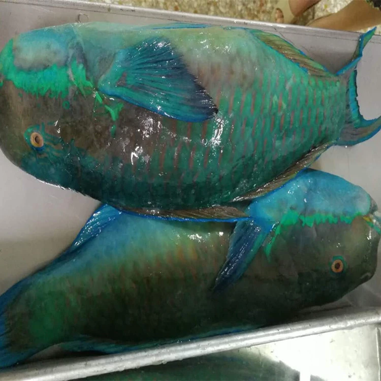 Parrot Fish Scarus ghobban Whole Round Gutted Scaled 300/500 500/1000 1000+