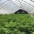Import Plastic Greenhouse Agriculture Greenhouse Price from China