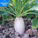 Pony Early Radish Chinese Radish Vegetables Seeds, Seedling Roots
