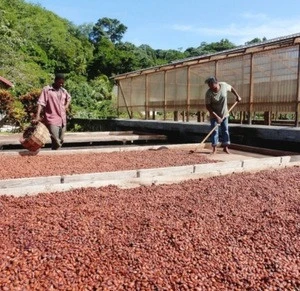 Quality Dried Grade A Cocoa/ Cacao/ Chocolate bean