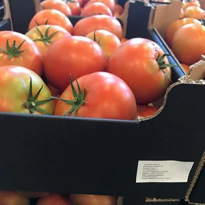 Quality Fresh Tomatoes Now Available for Exportation