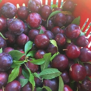 Quality Juicy Fresh Plums Now Available on 30% Discount Ready for Export