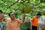Raw Gac Fruit Fresh _Mekong Herbals