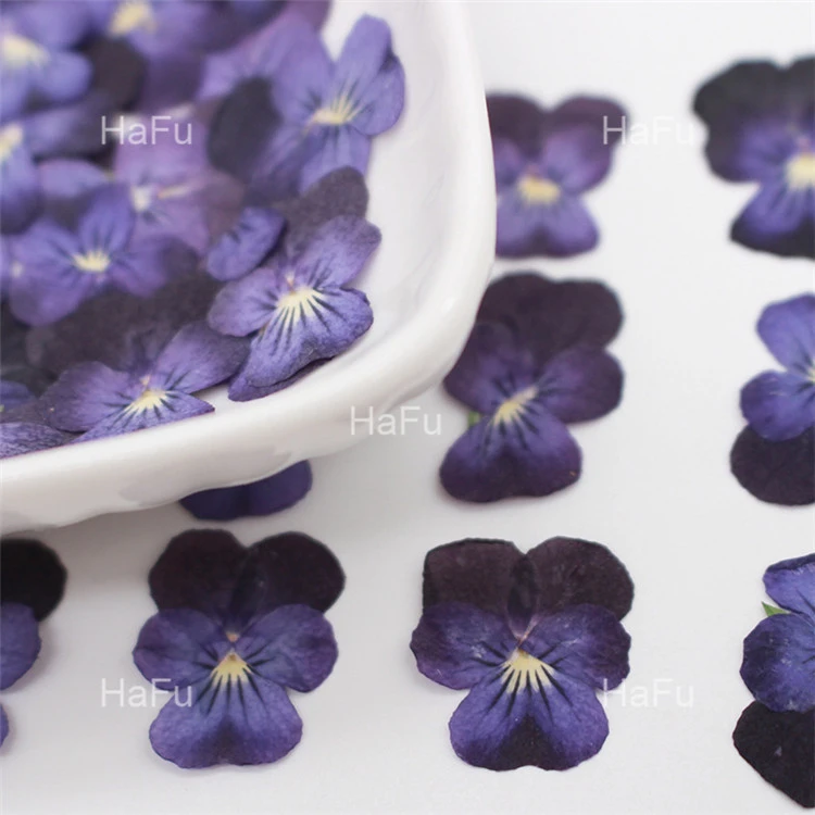 Real Dried Pressed Flower, Pansy