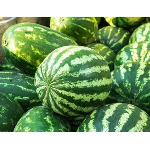 Red Water Melon in best price