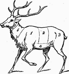 Scottish Deer Meat (Venison)