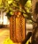 Import Solar LED Camping Lantern Tree Hanging Lamps Bronze Garden Hollow Decorative Warm White Lights for Yard Festival Holiday Decor from China