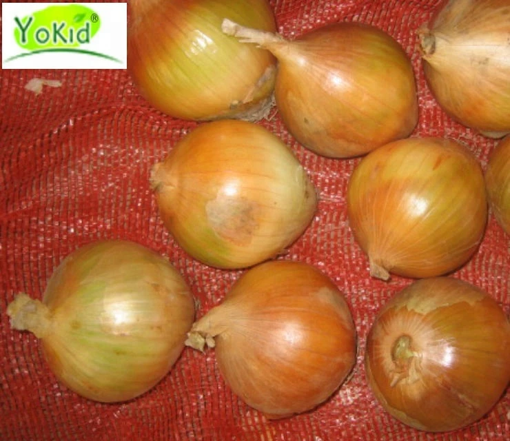 Specification And Price Ton Fresh Red Yellow Onion