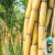 Import Sugarcane Fertilizer Boostamax 2 Fruiting Phase from Malaysia