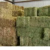 Top Grade High Protein Sun Dried Alfalfa Hay / Alfalfa Hay Bales