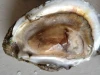 Top quality clean fresh live whole frozen oyster