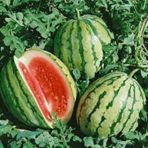 Fresh Water Melon in wholesale