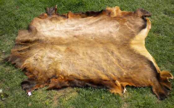 Wet and Dry salted Cow hide skin and head