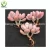 Import Wholesale all colors Korea Succulent Plants from China