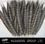 Wholesale Dye/Natural Color Lady Bottom Pheasant Tail Feather
