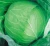 Import Wholesale  Fresh Cabbage/ Green Cabbage with large quantity from Vietnam