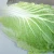 Import Wholesale fresh green round cabbage from new crop from China