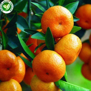 Wholesale Frozen Fresh Mandarin Orange