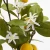 Import Wholesale indoor decoration plant  artificial lemon fruit tree artificial  plant from China
