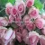 Import wholesale Yunnan deliver nature fresh cut rose flower from China