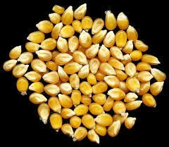 Yellow corn for Human Consumption or Animal Feed