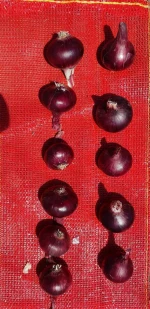 red onion