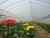 Cheap Price Tunnel Farming Green houses for Agriculture Greenhouse