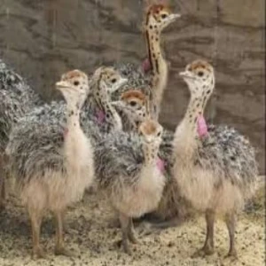 Sales!! Healthy Ostrich Chicks