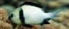 Blue-Spotted Dascyllus