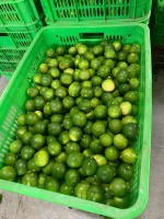 Tropical Fruit