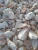 Import QUARTZ SIO2 from Mauritania
