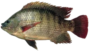 tilapia fish