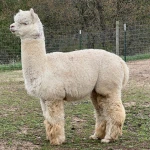 20 female Haucaya Alpacas