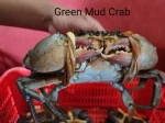 Green Mud Crab (Scylla paramamosain) origin Island Kalimantan