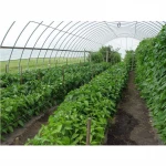 Cheap Price Tunnel Farming Green houses for Agriculture Greenhouse