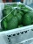 Import Fresh Hass Avocados from USA